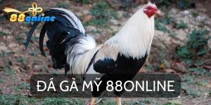 Chinh Chiến Mọi Trận Đấu Với Đá Gà Mỹ 88online